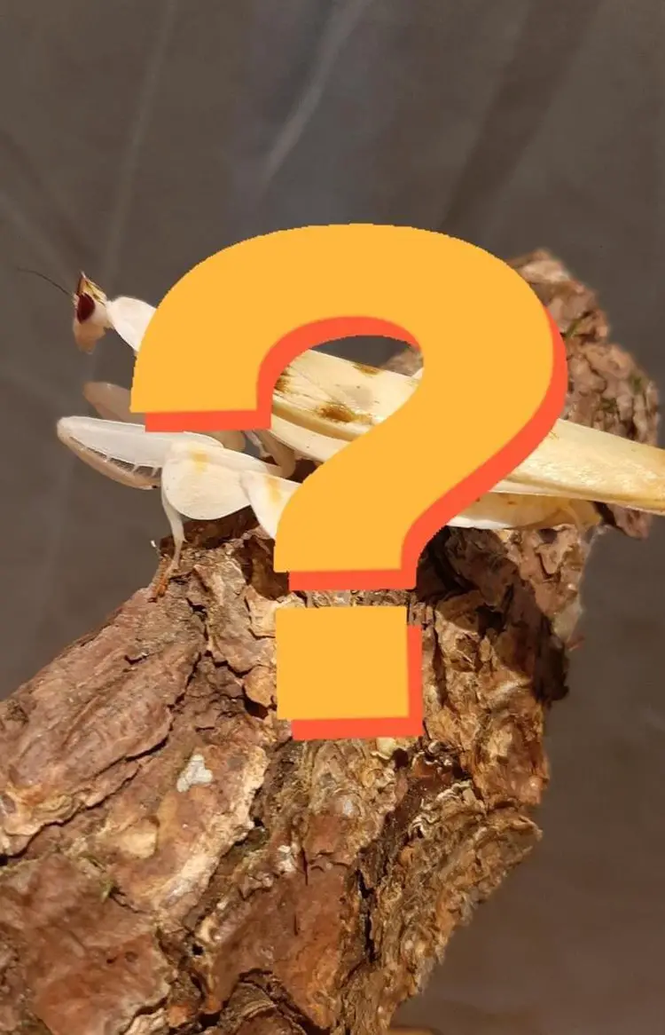 Überraschungs-Mantide mit Plexiglasterrarium