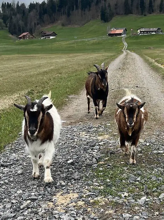 Zwergziegen (3 Tiere)