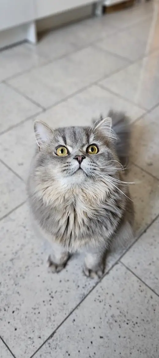 BLH Deckkater, 1-jährig, Farbe grau