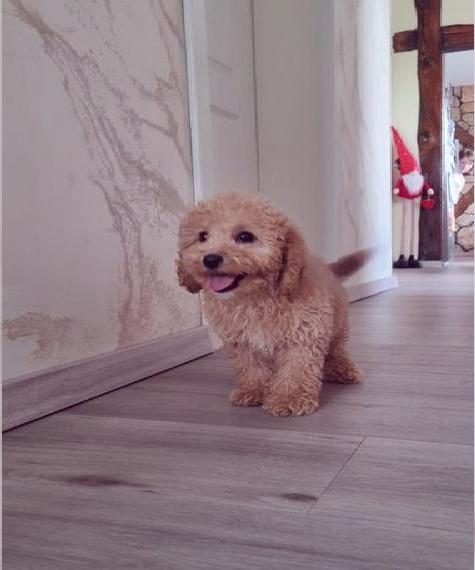 Zwergpudel / Kleinpudel/Pudel Welpen