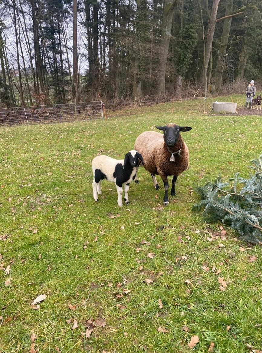 Mutterschaf mit jungem Böckli