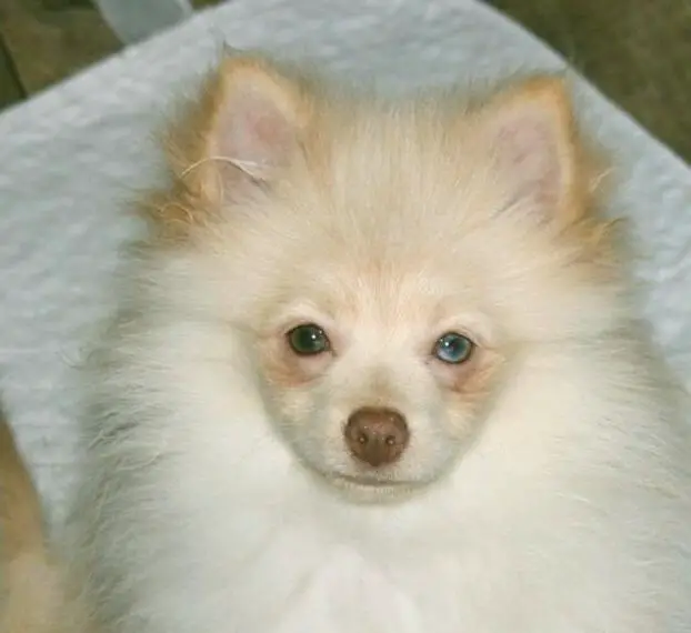 Supersüsser Pomchi / Zwergspitzrüde in creme