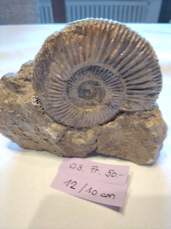 Fossilien Ammonit auf Stein