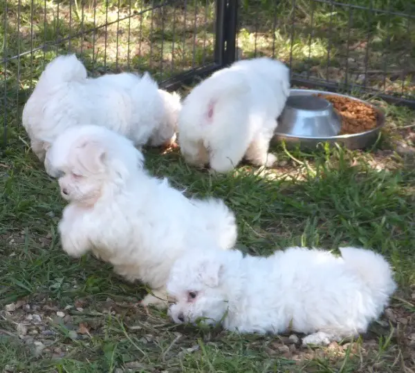 Malteser-Bichon-Welpen verfügbar