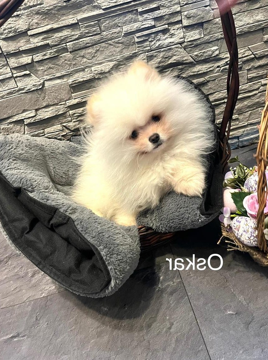 Pomeranian Zwergspitz Welpen suchen ein Zuhause