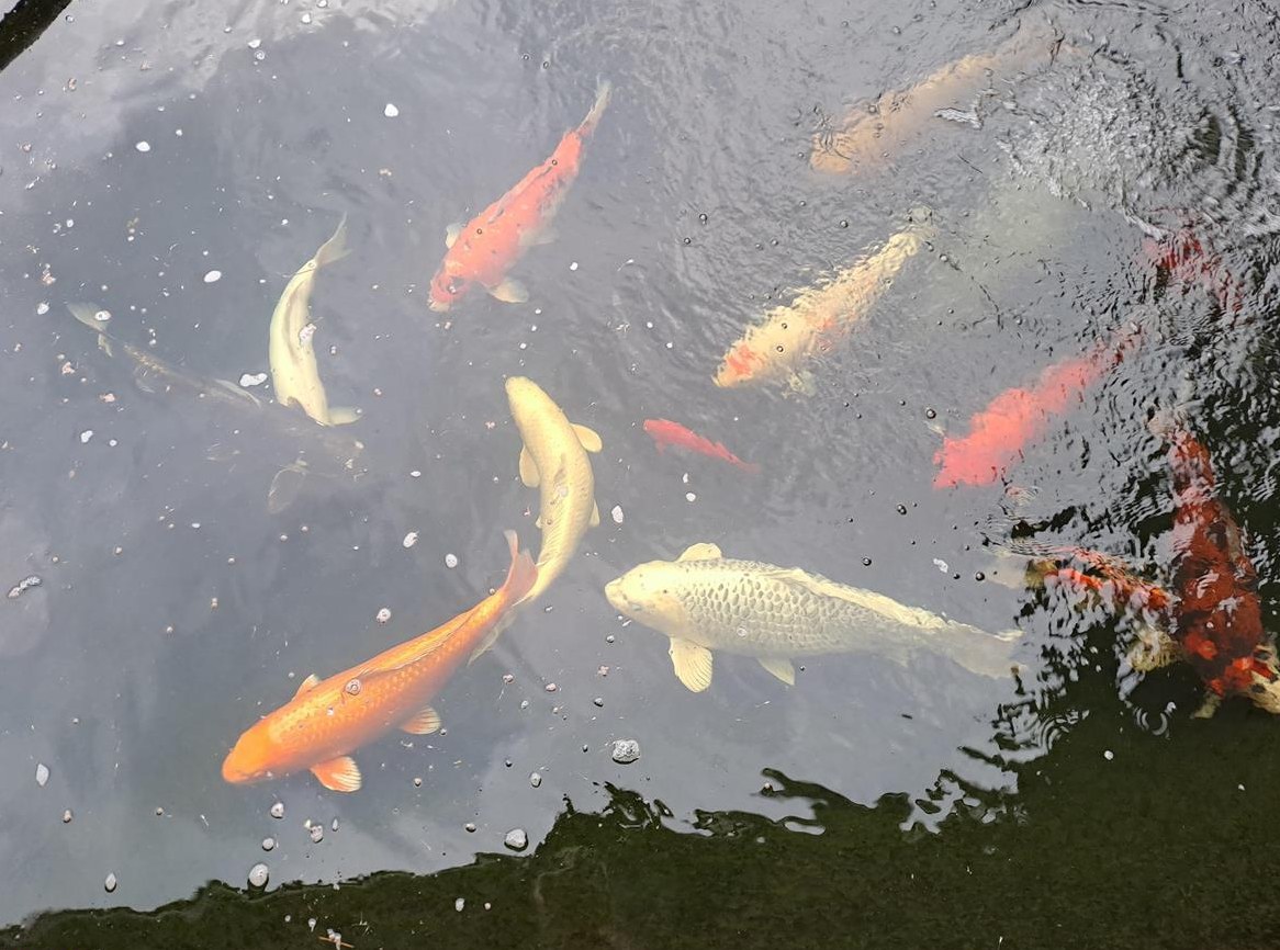 Koi Fische 46×88cm gross zu verkaufen