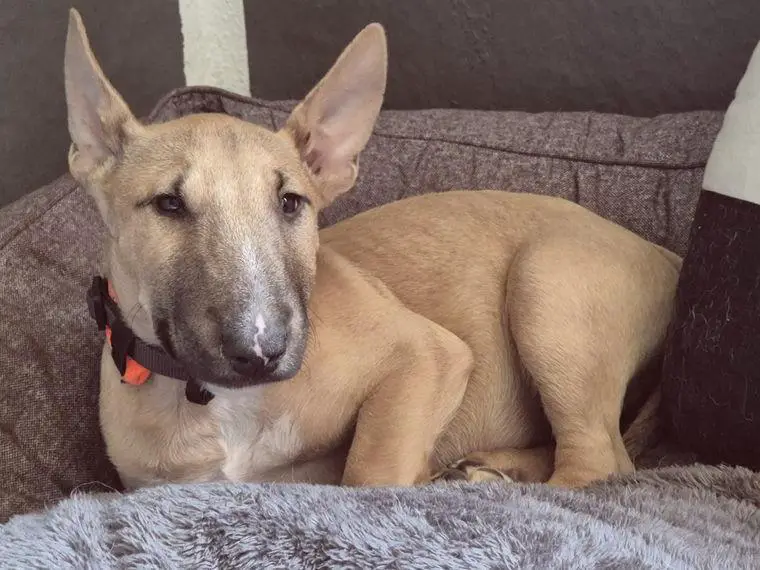 Miniatur Bullterrier Rüde