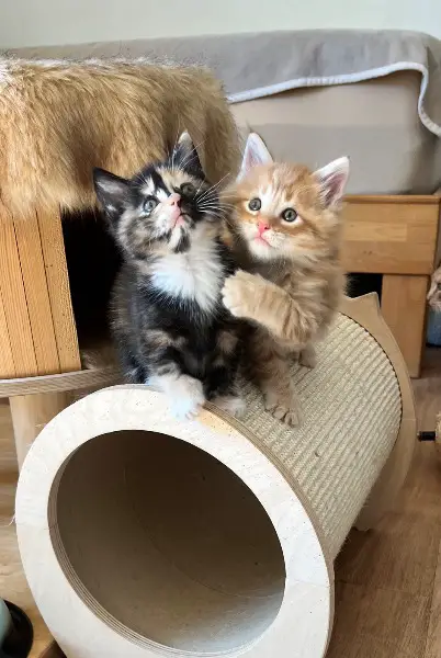 Mainecoon Mix Kitten