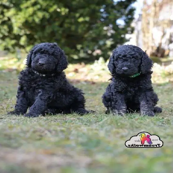 Süsse XL Königspudel-Welpen, Grosspudel