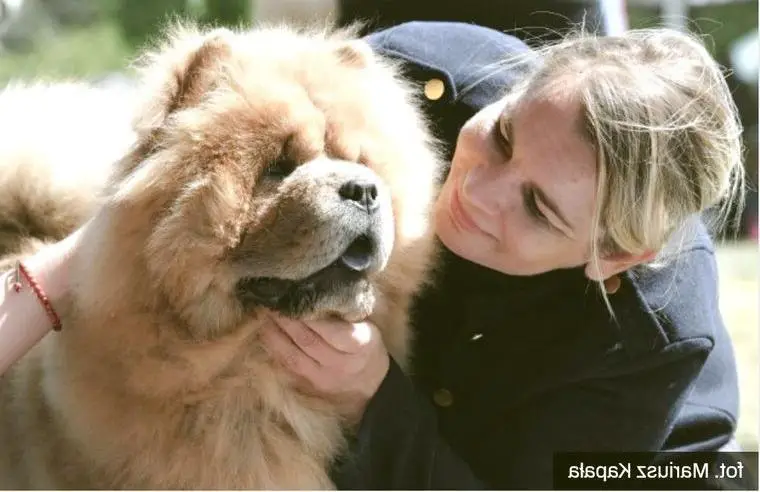 Chow Chow Welpen fawn FCI -Ahnentafel