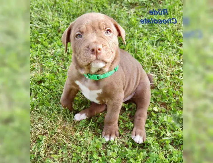 Einzigartige Bully Welpen