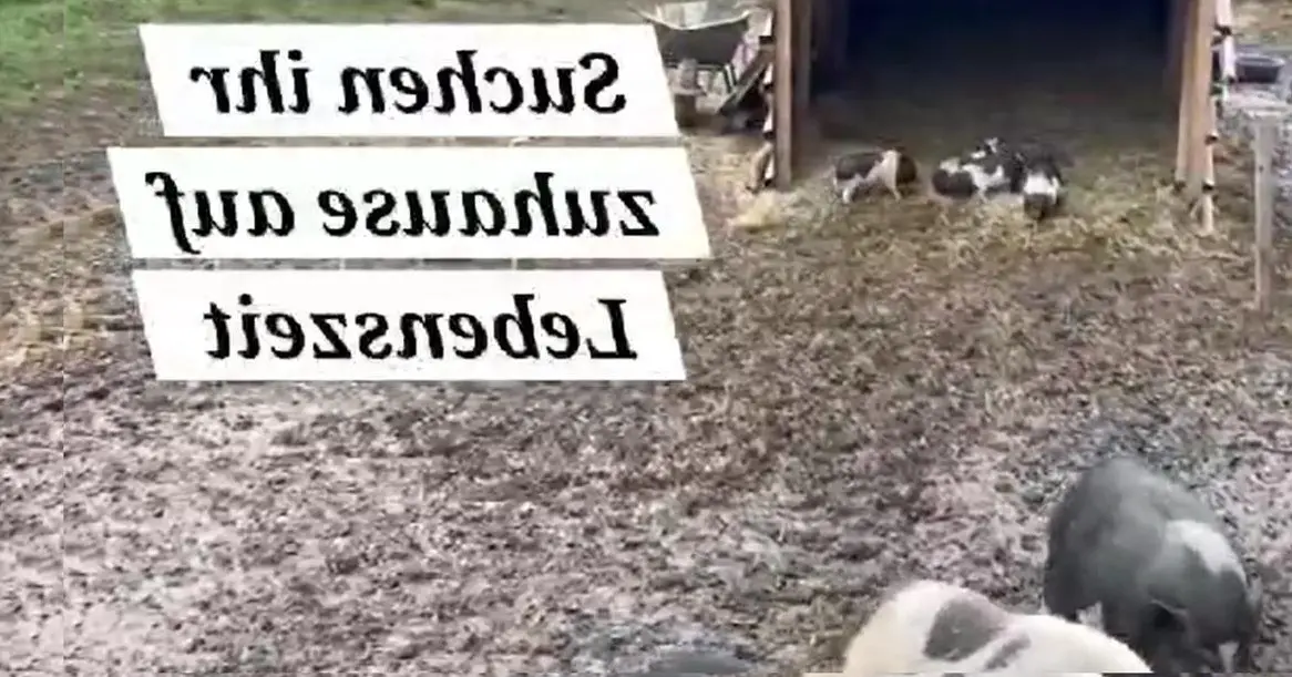 Minipigs / Minischweinchen zu verschenken