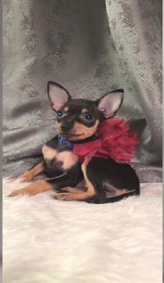 Russkiy Toy Welpen black-tan