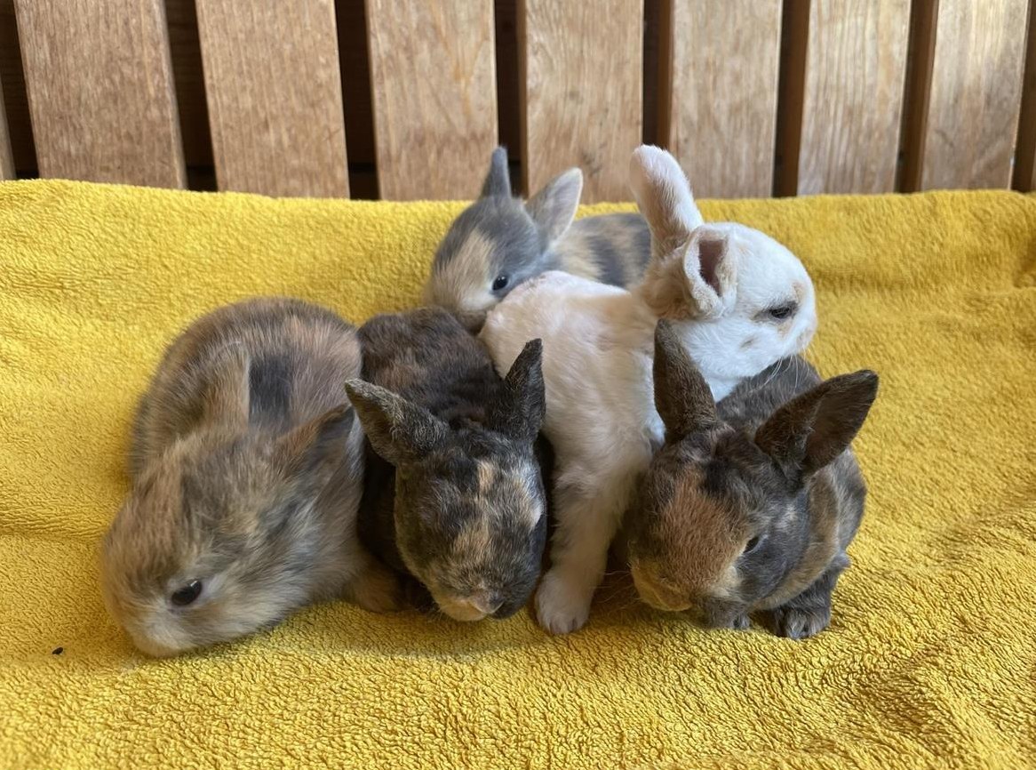 Junge Zwergkaninchen - Farbenzwerge & Rexzwergkaninchen