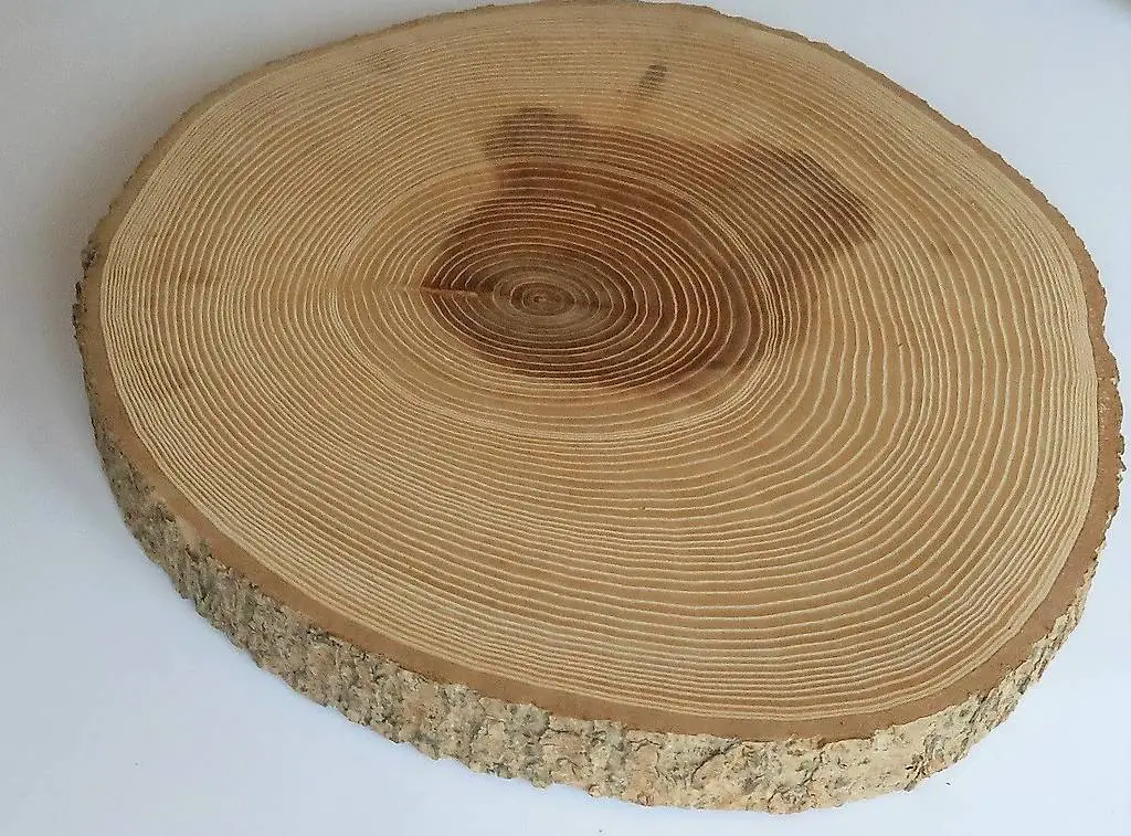 Rindenbrett Esche rund 28-31cm Natur