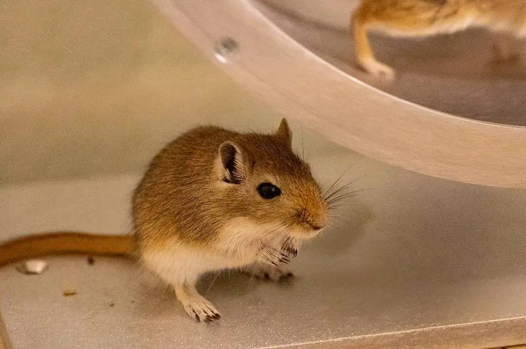 Rennmausbuben suchen Traumzuhause