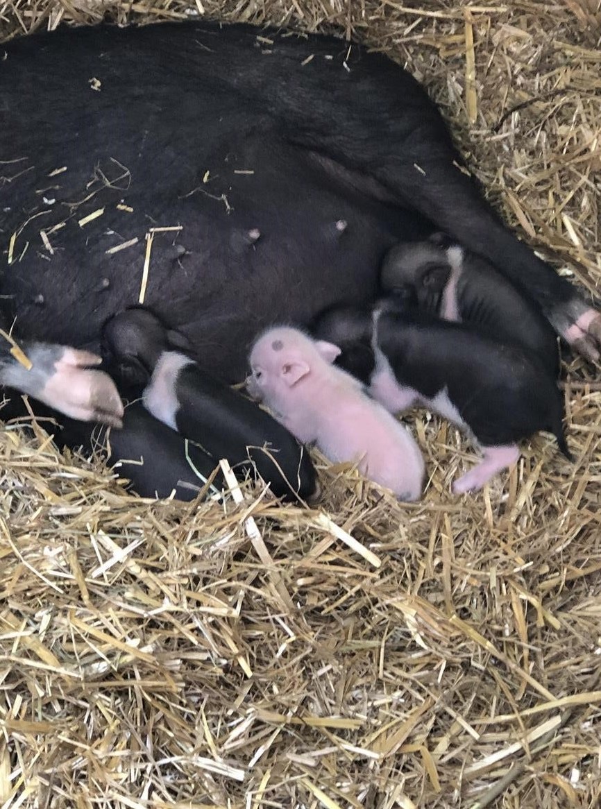 Minipigs suchen ab Sommer liebevolles Zuhause