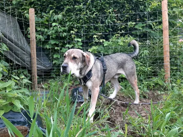 Anhänglicher Labrador-Weimaraner-Mischling
