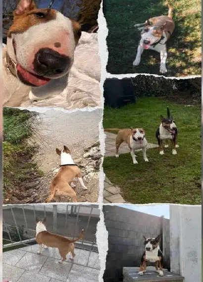 Miniature Bull Terrier