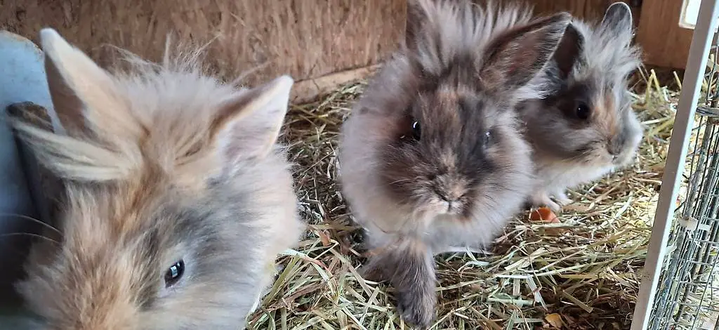 Löwenkopf Kaninchen zu verkaufen