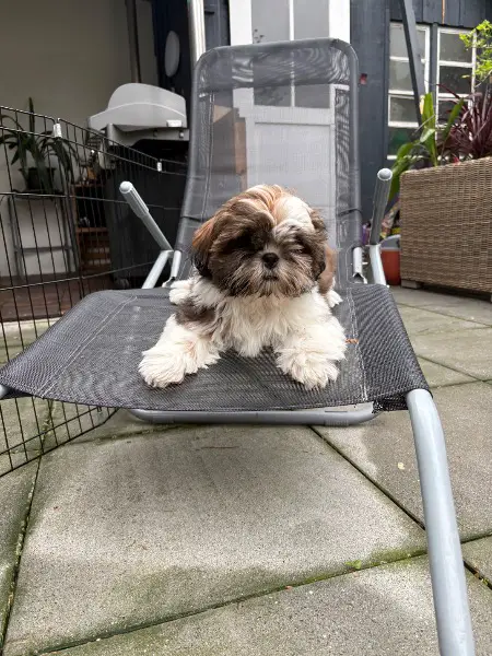 Shih Tzu Rüde 19.1.25