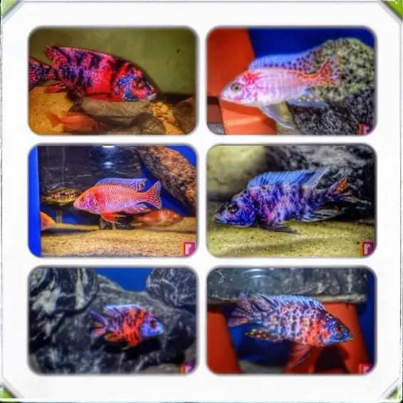 Schöne Malawi Buntbarsche aus Hobbyzucht zu verkaufen