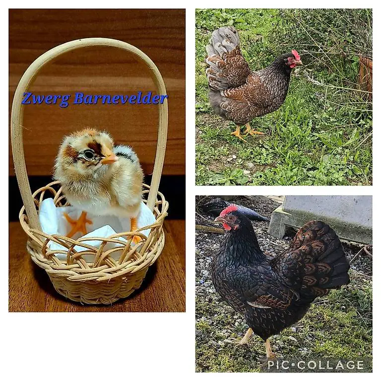 4 reinrassig Zwergbanervelder, Küken, Bibeli
