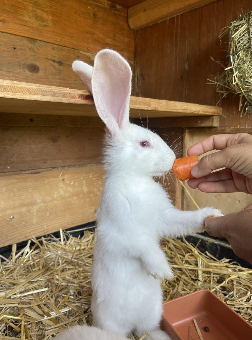 Junge Kaninchen hauptsächlich Rammler, Deutsch/Belgische Riesen