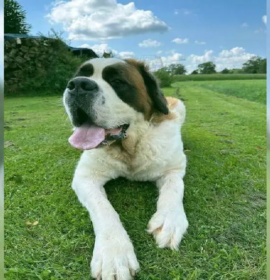 Reinrassige Bernhardiner Hündin