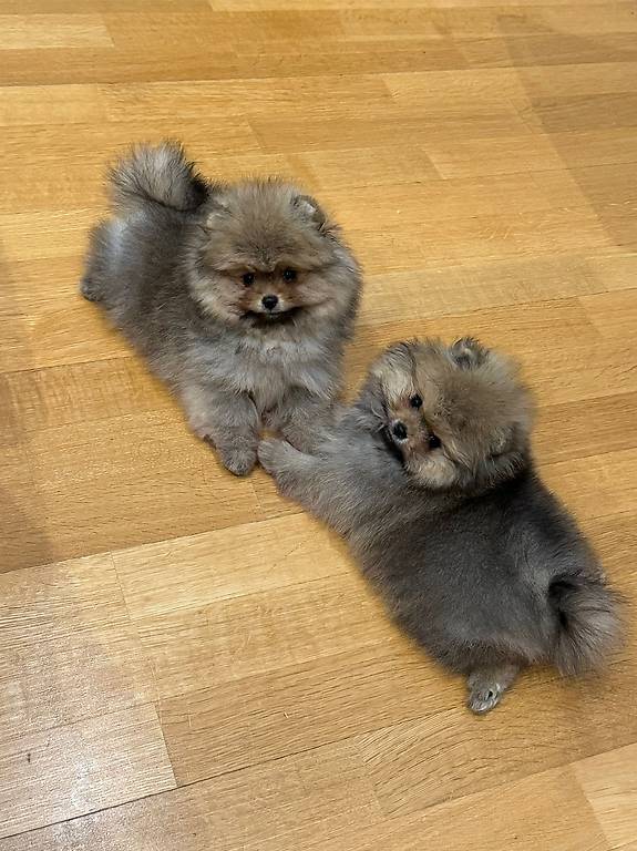 Pomeranian Welpen weiblich (einzeln/gemeinsam)