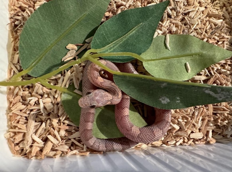 Kleine Orchid / Hypo Lavender Kornnattern, wunderschön