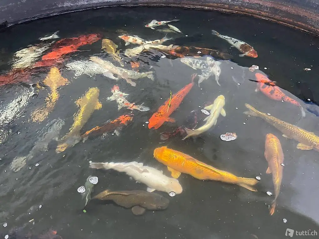 Japanische Kois suchen Lebensplatz