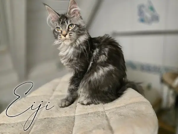 Verschmuste Maine Coon Kitten mit Stammbaum