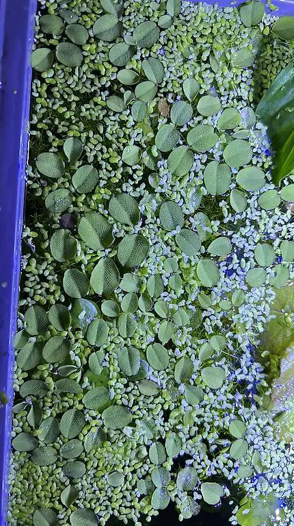 Schwimmpflanze, Kleinohriger Schwimmfarn, Wasserlinsen