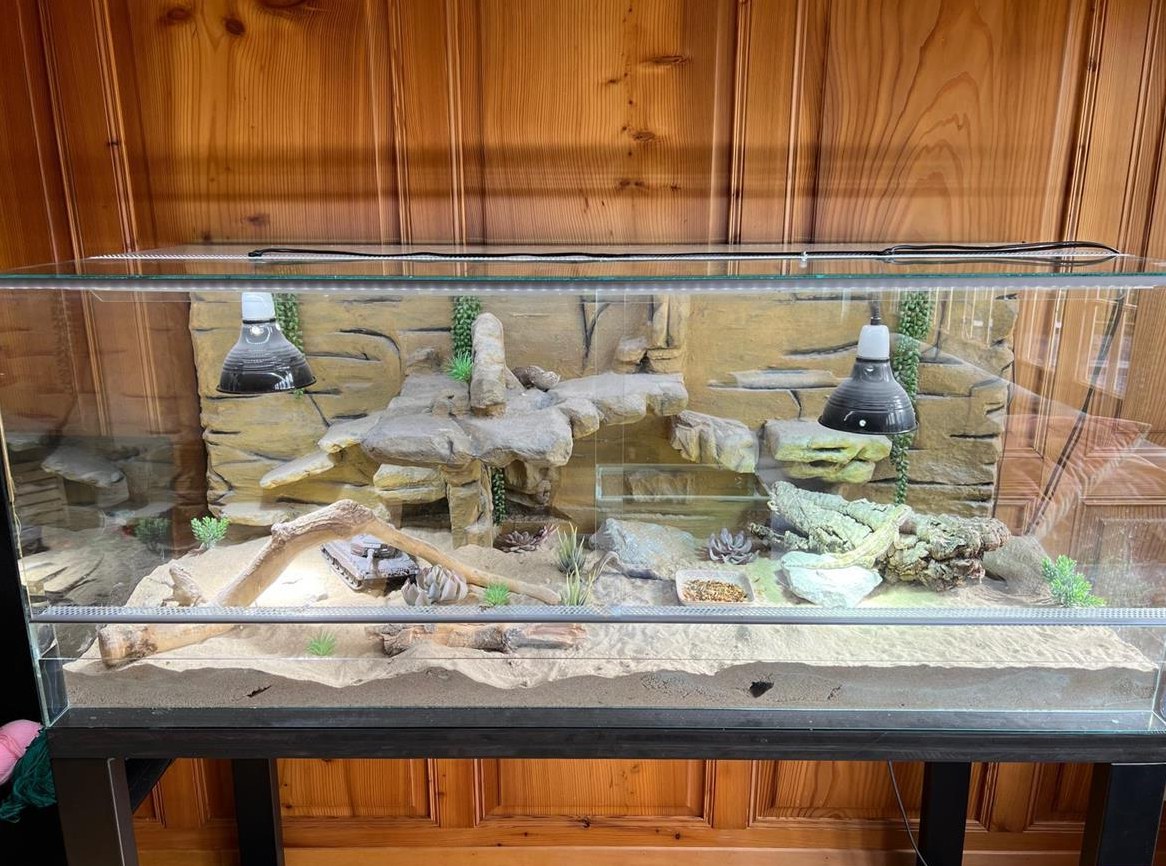 Zwergbartagamen mit Terrarium und Zubehör zu verkaufen