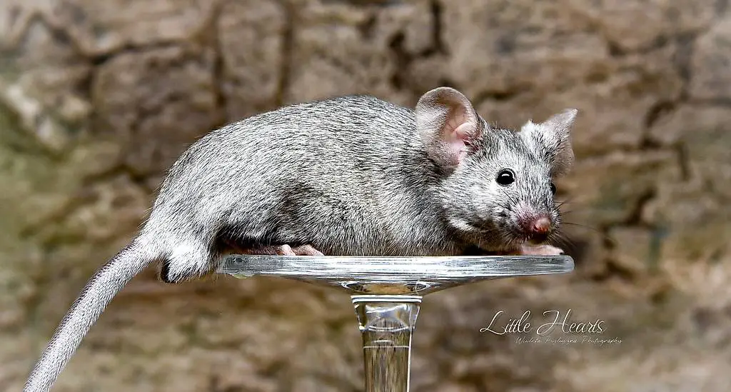 Reinrassige Farbmäuse