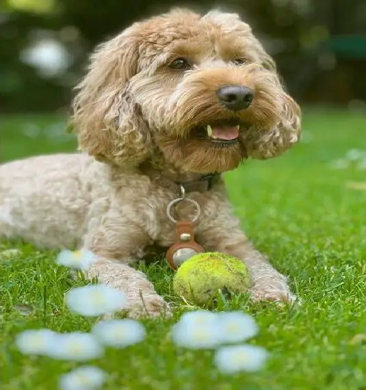 Cockerpoo Chico sucht ein liebes Zuhause in München