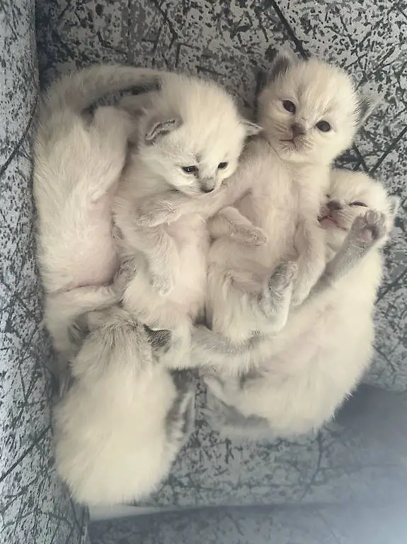 Heilige Birma Babykatzen