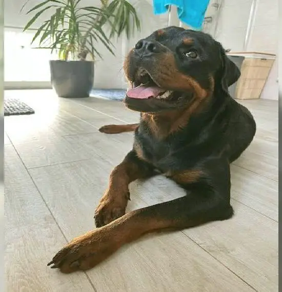 ADRK Rottweiler Rüde sucht neues sportliches Zuhausd