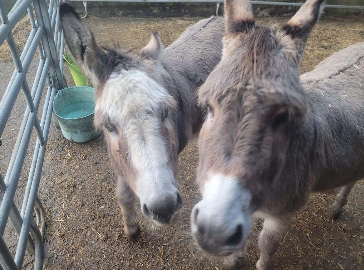 SUCHE: Miete / Pacht Liegenschaft mit Möglichkeit zur Pferdehaltung