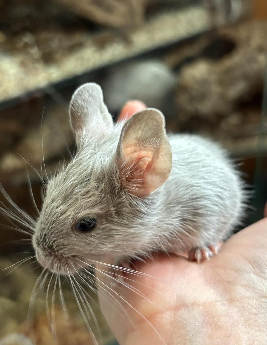 Junge Degus aus eigener Zucht