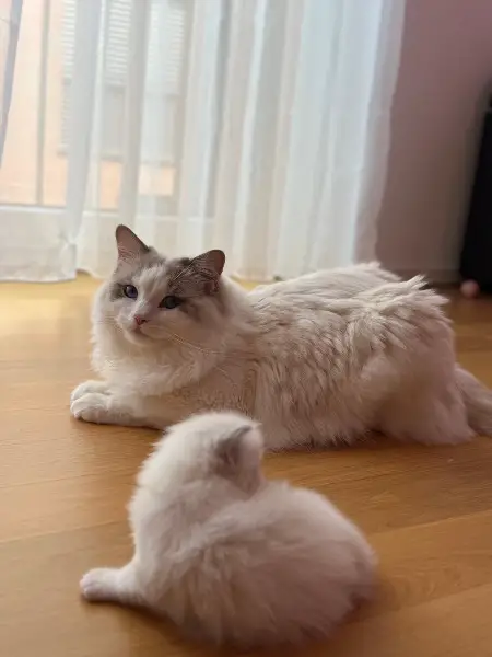 Reinrassige Ragdoll-Kätnezchen – Abgabe mit 3 Monaten