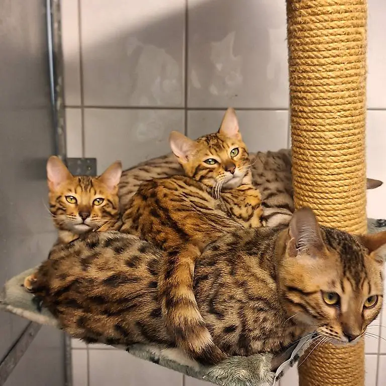 Bengalkatzen, rasserein und typvoll