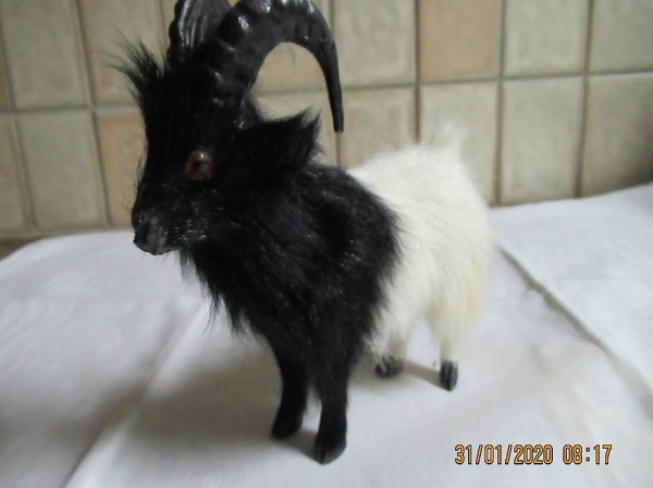  Ziege Walliserziege, Geiss, Valliser Ziege