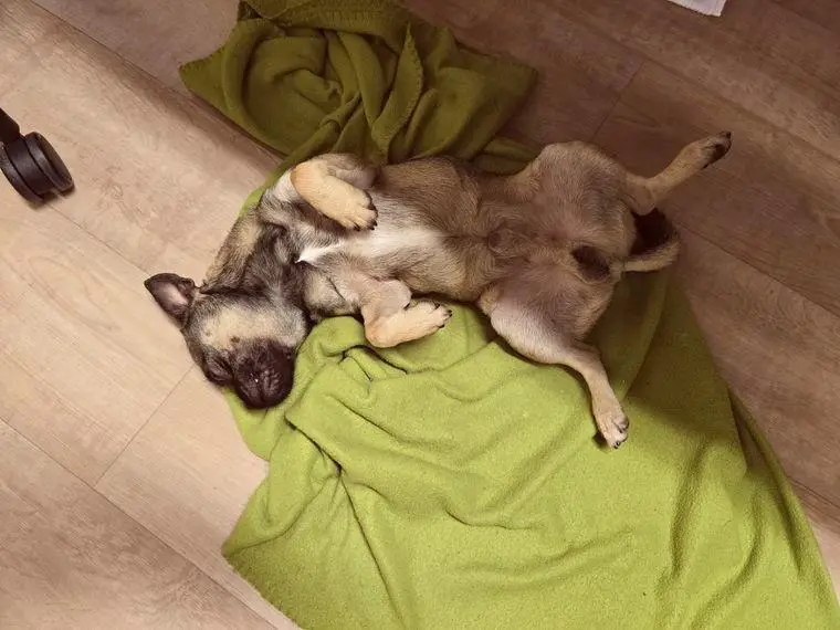 Der Mops mit einem Schuss chihuahua (Deckrüde )