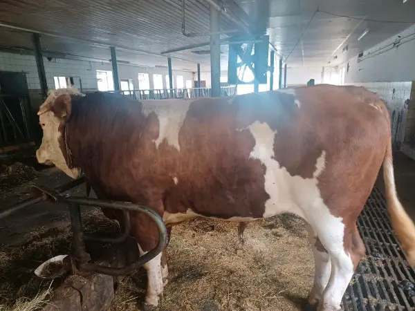 Fleckvieh Zuchtstier Pp