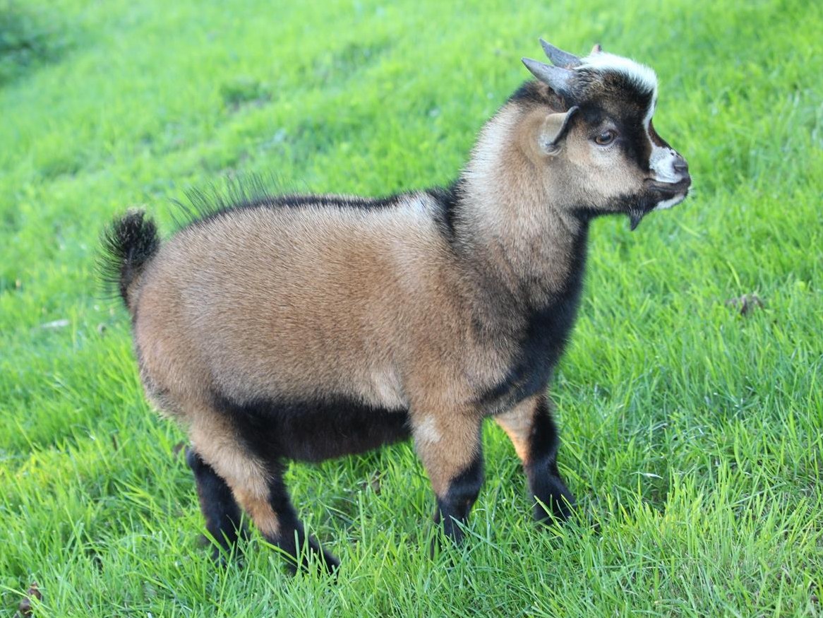 Zwergziegenbock unkastriert zu verkaufen