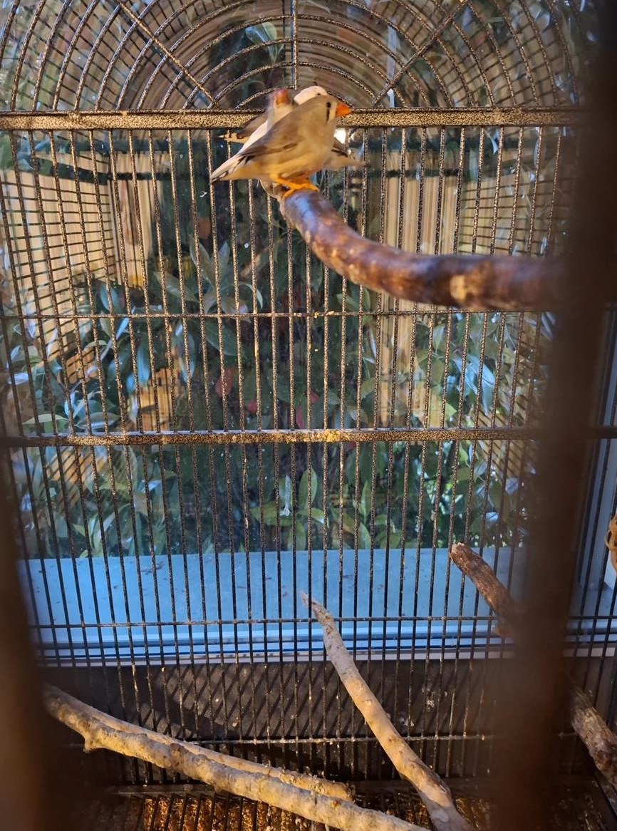 2 Zebrafinken Weibchen, 6 Monate alt