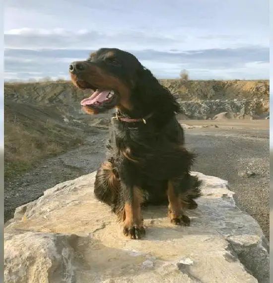 Gordon Setter Puppies