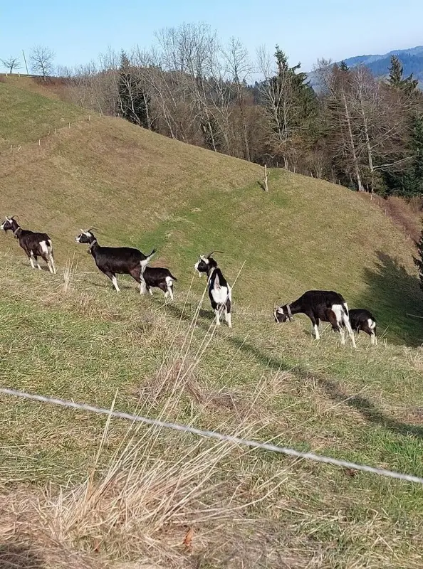5 Bündner Strahlenziegen + 1 Gemsfarbige suchen dringend ein Zuhause
